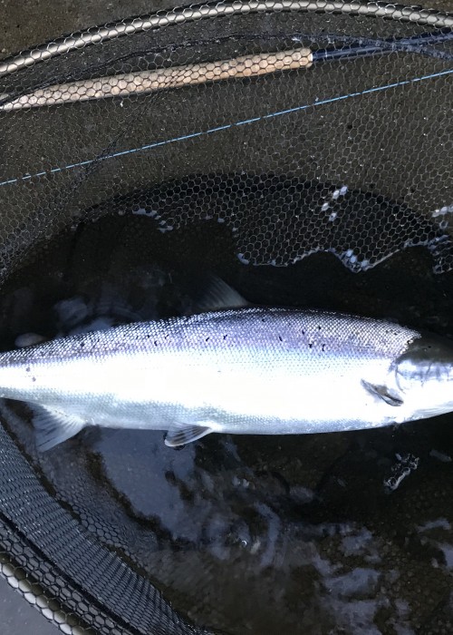 Atlantic salmon don't come in any better condition than what you can clearly see here. This is a River Tummel destined Spring salmon which was caught on the fly on the River Tay during the last few days of May.