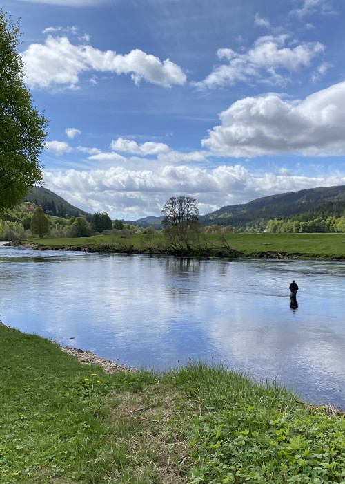 This is the Glide Pool on the Dalmarnock Beat of the River Tay. This salmon fisher is out concentrating his fishing effort on the deep run that's located between his position and the riverbank opposite him. The area where the tree is located is an excellent area for hooking salmon.