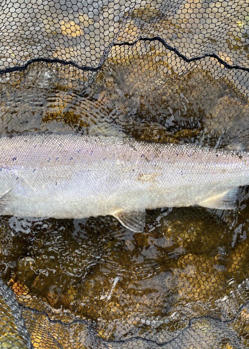 Look at the powerful build and shape of this perfect fly caught 13lbs July salmon. You'd think a salmon like this would put up a hell of a fight and indeed this one did! This fish was hooked and landed at the neck of the 'Mike's Run' salmon pool of the River Tummel which is the last pool on this river before it joins the Tay at Kinnaird.