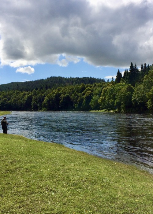 Here's a lone angler out with his fly rod on the left bank of the amazing Cottar Pool on the River Tay near Dunkeld. The river is running at around 3ft above Summer level in this shot so it's easy to fish this salmon pool off the grass at this water height.