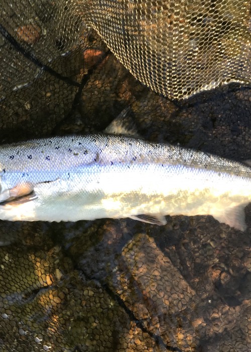 The early morning sunlight illuminated this perfect June River Tay salmon perfectly for this photograph. These fish have always mesmerised me with their individual characteristics and the different shades of silver emitting from their beautiful flanks.