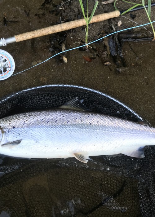 Here's another fine Spring salmon capture shot from the River Tay opposite the mouth of the River Tummel. A floating Spey line with a 15ft Type 3 sinking tip was the order of the day for this perfect Spring salmon.