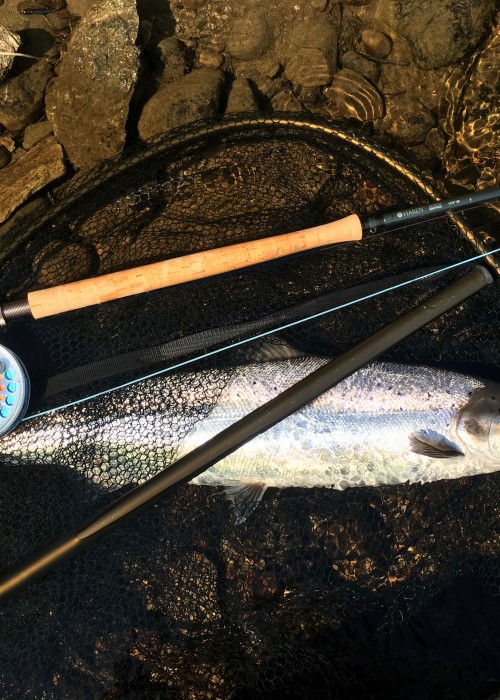 This fine sunlit shot was taken from the River Tay at Kinnaird. I was testing this Hardy fly rod out to see how well it cast and I also quickly discovered how well it can handle a lively salmon too!