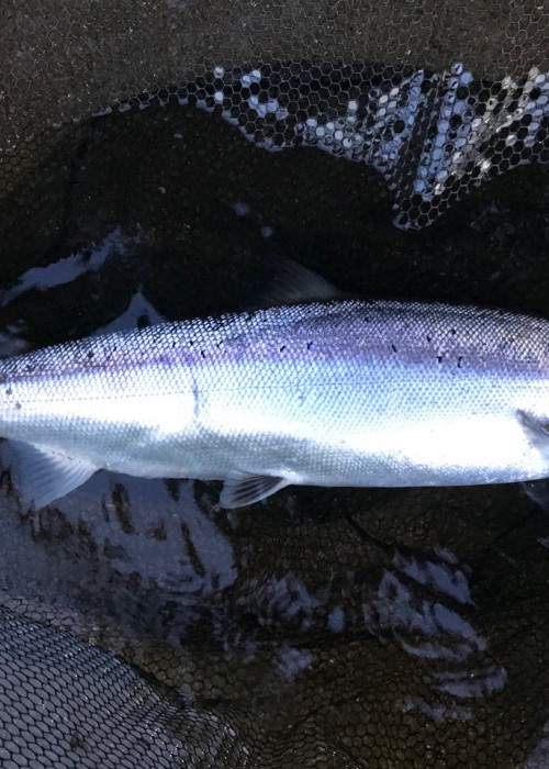 Atlantic salmon don't come in any better condition than what you can clearly see here. This is a River Tummel destined Spring salmon which was caught on the fly on the River Tay during the last few days of May.