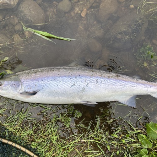 Here's a typical example of what a fresh run Summer salmon looks like in Scotland. That bluish tint to the silver flanks of this fish is truly beautiful. This salmon was caught slightly downstream of the Logierait Bridge on the River Tay in Perthshire.