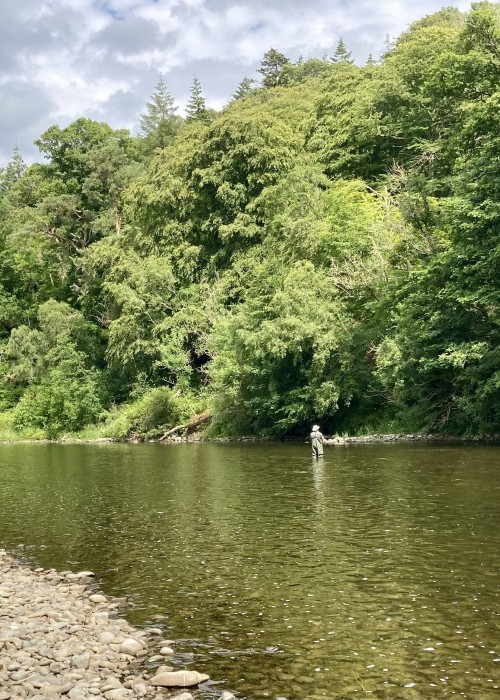 Here's a lovely Summer shot of the River Tweed near Galashiels which is an amazing area of the middle Tweed. In low clear warm water conditions like this you need a delicate salmon fly presentation.