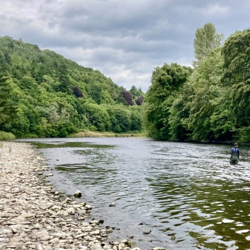 Here's a lovely low water Summer shot of the River Tweed near Galashiels. Look at the beautiful native woodlands that shroud the riverbanks here.