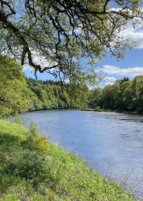 Here's the perfect downstream view of the Oak Tree Pool which is located on the River Tay near Dunkeld. This area of the Tay Valley is highly scenic and especially during late Spring when this lovely shot was taken.