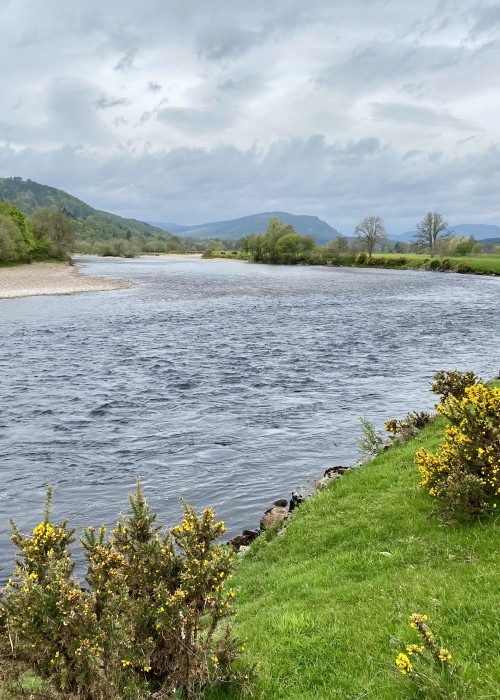 This is the upstream view of the perfect Guay Pool neck from the left bank. This fast streamy water holds many salmon through the lower water months. Even though this side of the river isn't as easy to fish as the opposite tapered gravel riverbank this is by far the more productive side of the pool for those with the ability to Spey cast.