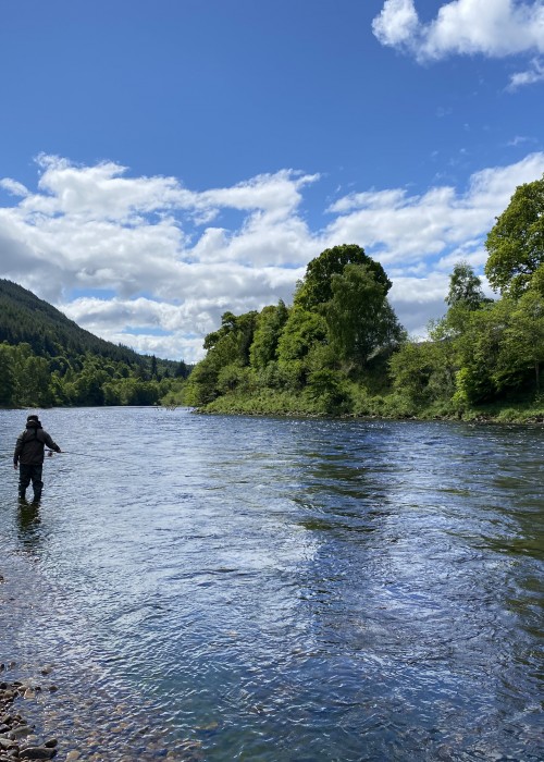 This photograph of this salmon fly fisher was taken on the River Tay's Ferniehaugh Pool near Dunkeld. This salmon fishing guest had just learned how to Spey cast and was fishing his way down the pool nicely. Look at the perfect fishing conditions.