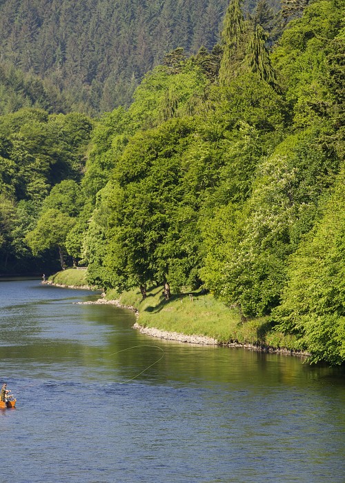 Here's a perfect upstream photograph of the River Tay taken from the Telford Bridge in Dunkeld. The salmon boat that you see in the shot was out fishing the Cathedral Steam Pool which is a great Tay pool for running salmon to hold in. You can see the walled riverbanks opposite the boat which are located directly in front of Dunkeld Cathedral.