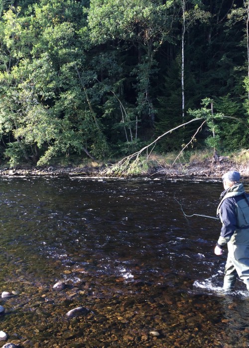 There's plenty of beautiful salmon fishing water on the the River Tummel in Perthshire. As you can clearly see in this fisher photograph the Tummel is a fairly narrow river and can be easily covered with a 13ft salmon fly rod and shallow wading.