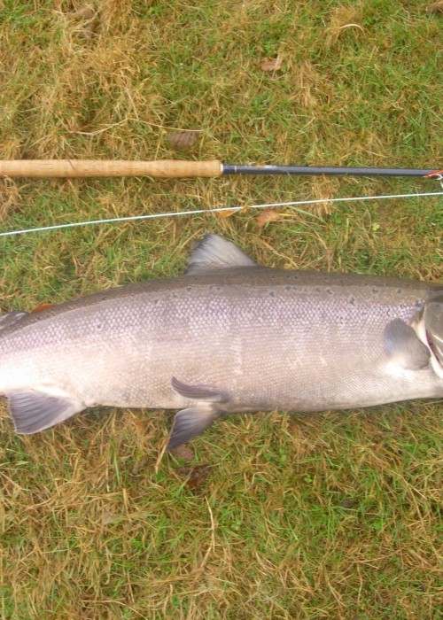 This 42 inch Autumn cock salmon was hooked at landed at the neck of the Cottar Pool near Dunkeld and 45 minutes later was landed at the tail of the pool. The day prior I had landed 5 perfect fish in about the same time as this River Tay brute had taken to tame!