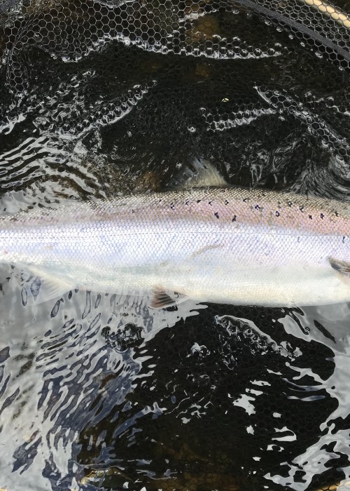 This River Tay Spring salmon is temporarily parked in a McLean salmon landing net which had the then upgraded rubberised fine mesh landing net bag which minimises damage to the mucous membrane and scales of the fish.