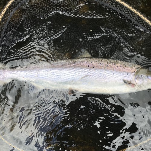 This River Tay Spring salmon is temporarily parked in a McLean salmon landing net which had the then upgraded rubberised fine mesh landing net bag which minimises damage to the mucous membrane and scales of the fish.
