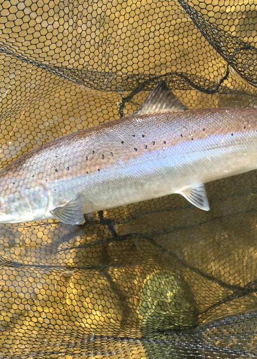 I love bright light fishing days as they make your salmon fly sparkle and any salmon you catch too! Look at the illuminated detail a little bit of sunshine creates. This perfect salmon was caught on the River Tay near Dunkeld.