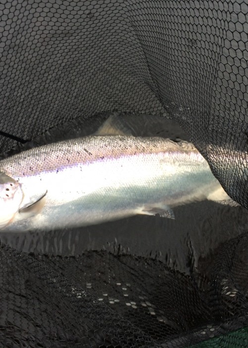This perfect Spring salmon showed up for an interview during March on the River Tay near Dunkeld. These are amazing creatures which always give a great account of themselves even after swimming all the way home from Greenland.
