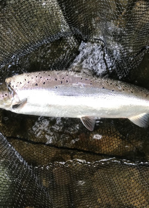 Look at the deep set proportions of this perfect fresh run Summer salmon of 16lbs. This fish took my 'Tay Raider' salmon fly at dusk near Dunkeld on the River Tay and was landed in near darkness so the light in this shot came from the flash from my camera. This fish was also landed 400 yards downstream of where it was hooked and was not an easy fish to run after in the fading light with chest waders on!