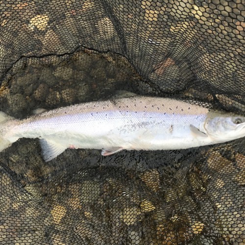 When you hook a perfect powerhouse of a salmon like this there's often an out of control feeling due to the fish being in full control for the first 15 minutes or so of battle. This was a summer caught salmon from the River Tay which was landed near Pitlochry during the month of July.