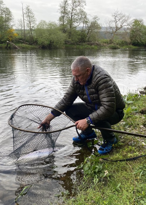 This was a perfect 10lbs fresh run salmon that was waiting for me at the Daffodil salmon lie on the Kinnaird salmon beat of the River Tay near Dunkeld. It's always good when another guide shows up to assist with the photography as was the case here.