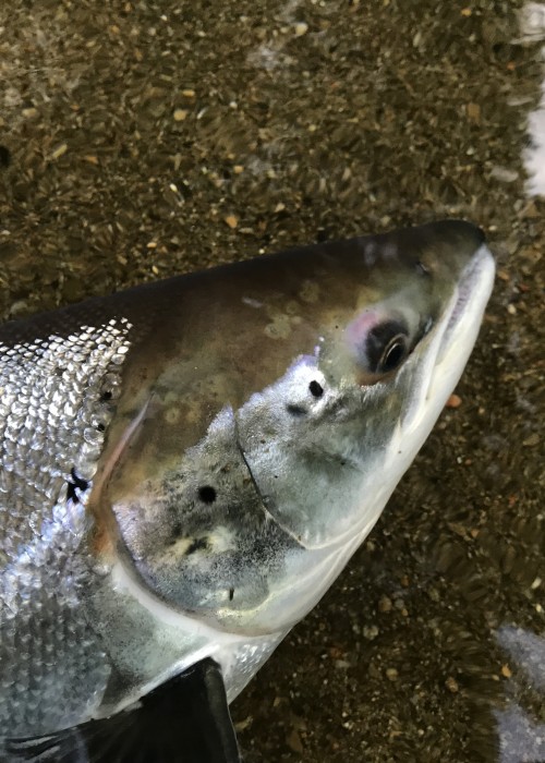 Here's the powerful shoulders on a super fit River Tay Spring salmon which was landed on the fly rod at the end of May. This salmon sat still on this sand bar for a photo shoot before powering away back to its riverine home.