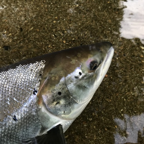 Here's the powerful shoulders on a super fit River Tay Spring salmon which was landed on the fly rod at the end of May. This salmon sat still on this sand bar for a photo shoot before powering away back to its riverine home.
