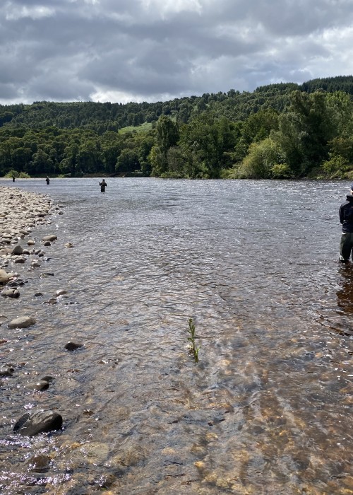 Here's 4 fishing guests testing out their newly acquired fly fishing skills on the River Tummel Mike's Run Pool. Good separation between guests paired with good riverbank movement between each cast of the fly usually always produces a fish if maintained throughout the fishing day.