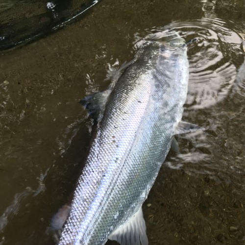 A Scottish Salmon