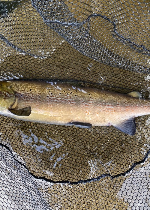 Here's a perfect River Tay Autumn cock salmon in the landing net after a hectic battle at the neck of the Kinnaird Beat's Rock Pool during the Autumn. This cock salmon went airborne 2 times during the fight and was hooked from the boat while 'harling' which is a traditional & highly effective Tay boat fishing tactic.