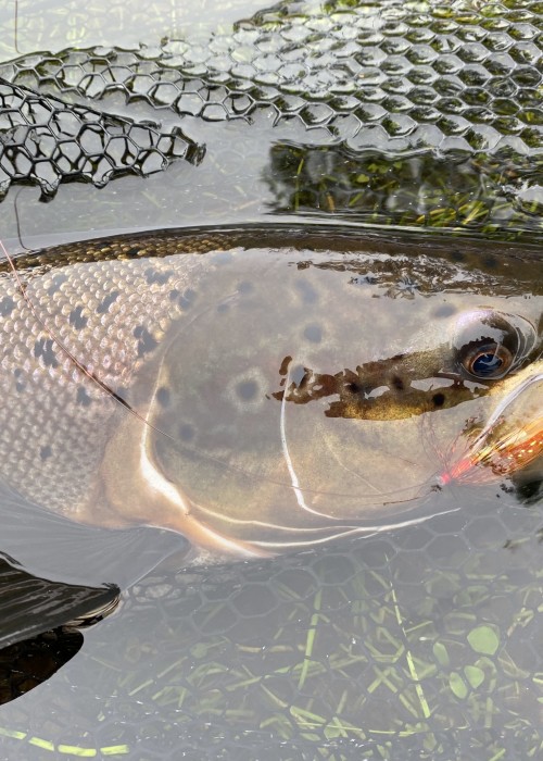 This Autumn cock salmon took a deeply presented salmon fly at the neck of the Rock Pool on the Kinnaird Beat of the River Tay during late September. This perfect shot of the fish and the deadly salmon fly that lured it was taken seconds before its safe release from the landing net.