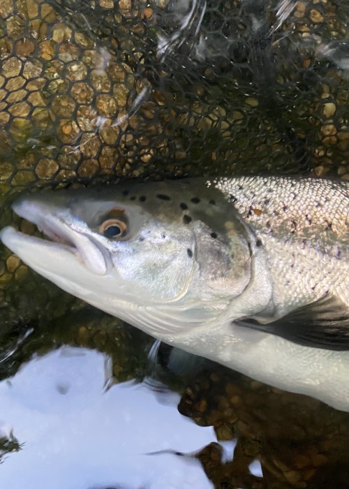 Here's the end result of some astute tactical awareness and persistence. This is a River Tay Spring salmon caught by yours truly near Dunkeld in Perthshire. Catching salmon consistently is not too difficult if your fishing plan and tactical awareness are up to speed.