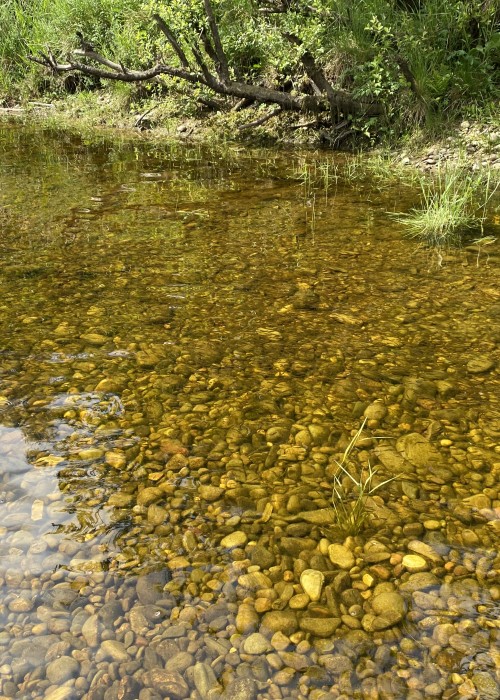 It's great to see salmon fry in the margins of the River Tay near Pitlochry. This shot was taken during early June and these are newly hatched salmon fry from the previous Winter's spawning season. Although great to see this type of fry density is around 10% at best of what we used to see in the margins of the Tay. There's no doubt this is significantly due to compacted gravel from sedimentation & siltation issues caused by decades of commercial forestation run off & hydro dam blockages. Thank God a hen salmon carries approx. 800 eggs per body pound weight making this species an easy regeneration project to action if the correct meaningful measures are taken now.