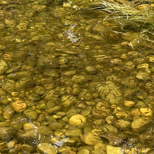 Here's a shoal of salmon fry in the margins of the Tay near Dunkeld. It's aways good to see the signs of a good spawning season but this is a pathetic modern day example as not that many decades ago salmon fry shoals would be 30 yards long and 5 yards wide and completely black due to the highly successful spawning years paired with the effective predation control methods of yesteryear. Protecting salmon fry & parr against their many in-river predators is vitally important if re-generating adult salmon stocks is to be achieved..