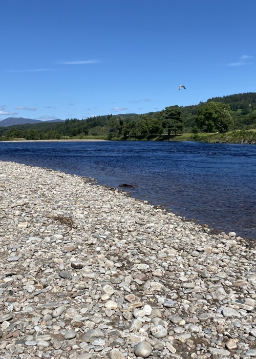 Here's a native otter eating its lunch at the Ash Tree Pool on the River Tay near Dunkeld. It's rare to see these mainly nocturnal creatures feeding through the daylight hours but when spotted I'm always quick with the camera!