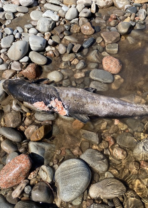 This dead salmon was lunch for one of the River Tay otters that inhabit this perfect area of the River Tay Valley. I watched the otter kill this fish the day prior as it created such a commotion in the pool I was fishing. The animal came back the next day for another feed at the carcass.