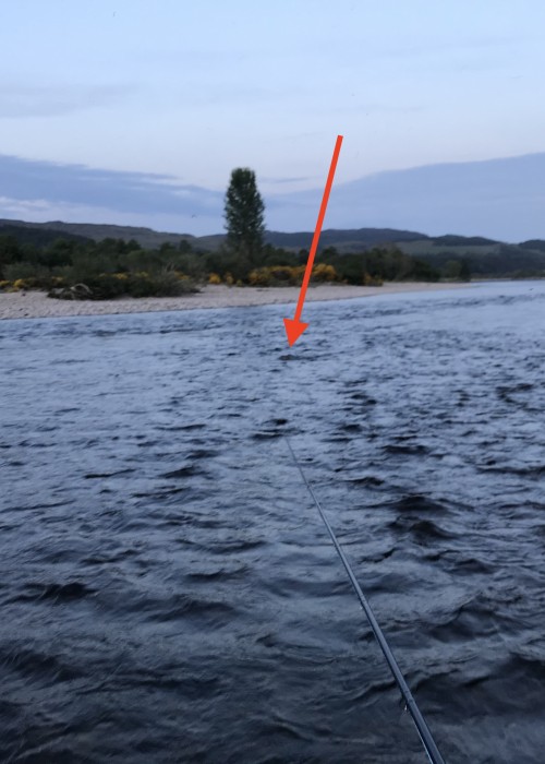 You can see the head of an otter as it jumps over my fly line here at dusk on the River Tay in Perthshire. These native Scottish otters come out to feed at dusk and both I and the otter had the exact same idea where we were going to find a salmon!