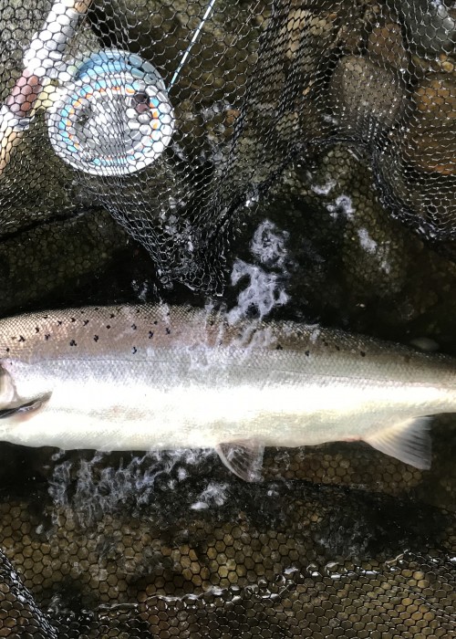 When you feel that initial pluck on your fly reel from the early contact from a salmon you need to do absolutely nothing until the take develops which can be several seconds or more from initial contact. If you give a salmon plenty time to take and turn on the fly before tightening to set the hook this is the end result!