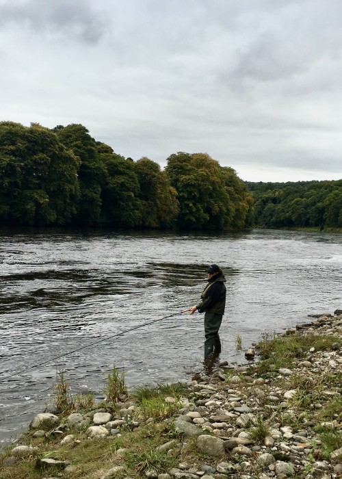 Here's a salmon fisher fly fishing the river margins during mini flood conditions on the River Tay in Perthshire. Salmon are often caught close in to the riverbank during water conditions like this.