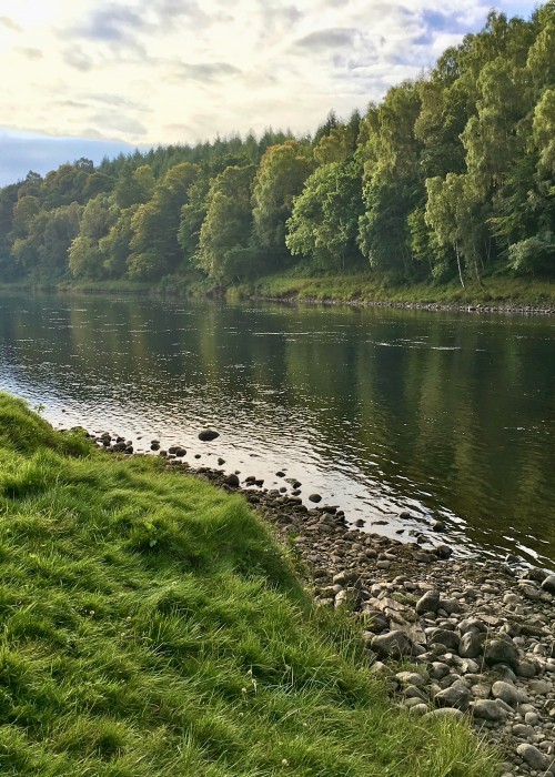 Look at this lovely scene from Perthshire's beautiful River Tay. This salmon fly fisher to the right hand side of frame is fishing down through the Steps Pool near Dunkeld which is a great low water salmon holding pool in this picturesque area of the Tay Valley.
