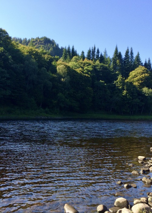 This River Tay fly fisher is right on the spot where I hooked my first ever River Tay salmon at the age of 5 back in 1970. This is the famous 'Boil Pool' which has a huge centre stream boulder known as the 'Boil Stone' that boils the surface of the river hence its name.