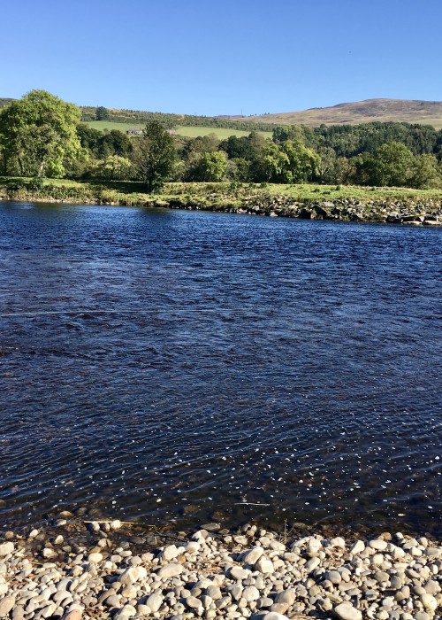 This is the fast streamy neck of the Kinnaird Beat's Ash Tree Pool which is one of the most famous and productive salmon pools on the entire middle area of the River Tay. This angler's fly is just about to reach the main salmon taking area in this photograph.
